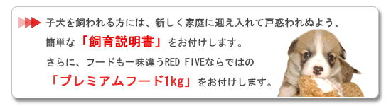 �R�[�M�[���}���������